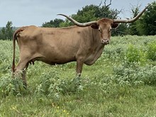 CWR BOVINA