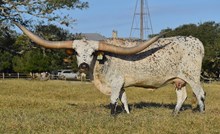 RJF MAMA WANTS - Tag 062