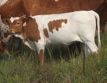 EOT Auzzie's Arrow heifer 896 2015