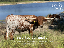 BWD Red Comanche