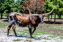 BWD TEXAS JEMIMA