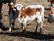 HEIFER CALF 1138