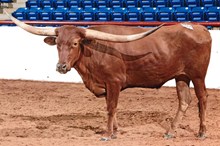 CANELO ECR