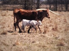 Sittin Michelle Bull Calf