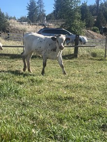 Tempter X Brindle Lady 25 Bull