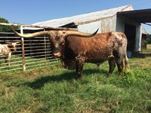 2011 Sugar Plum Bull Calf